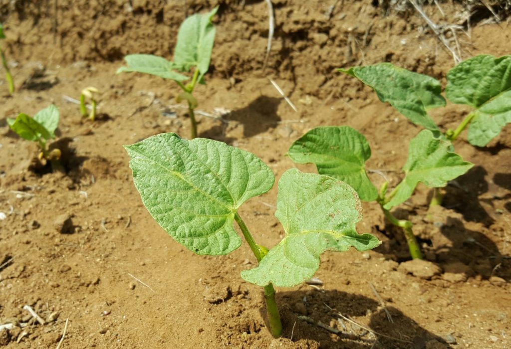 PreSoaking And Scarifying Seeds Blog