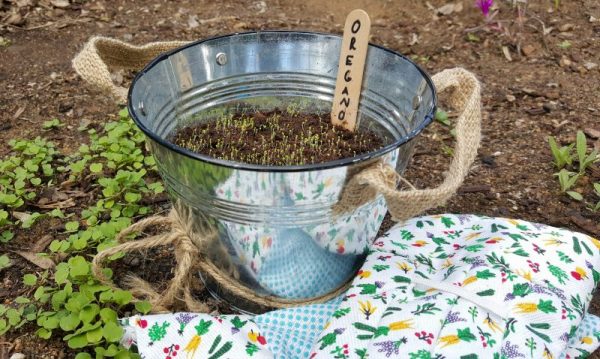 Growing Vegetables in Containers