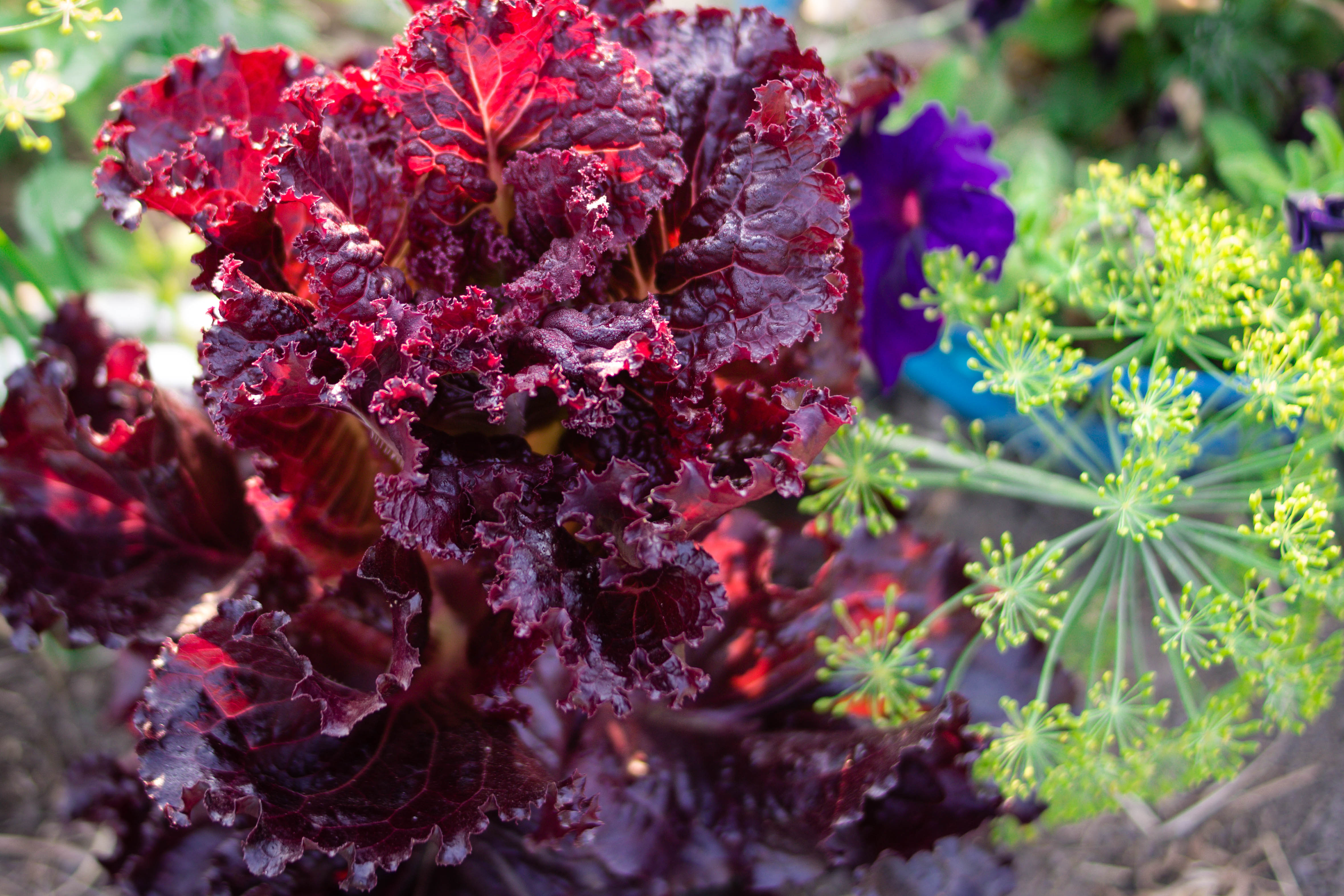 Companion Planting Flowers with Vegetables