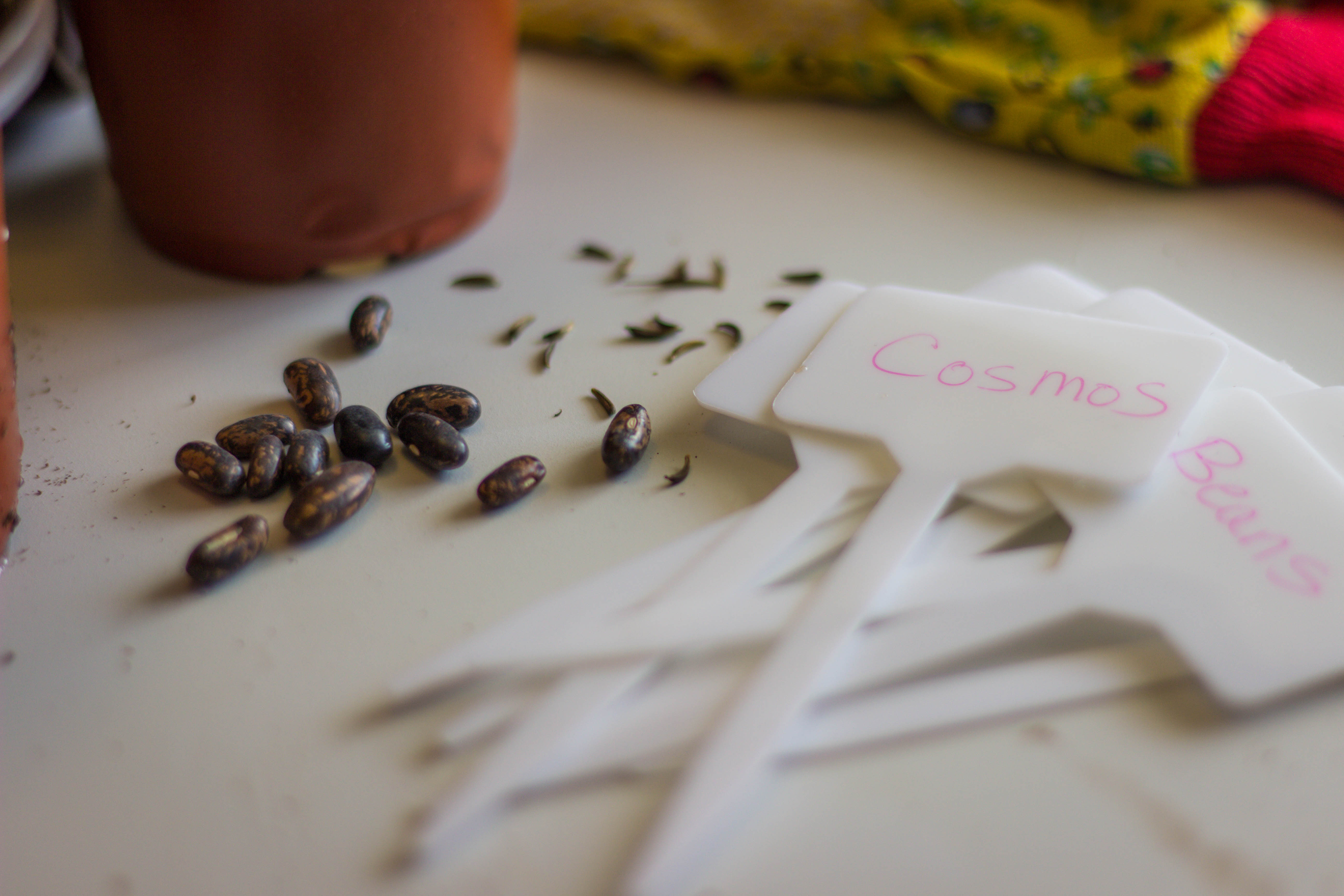 Buy seeds, Not Plants