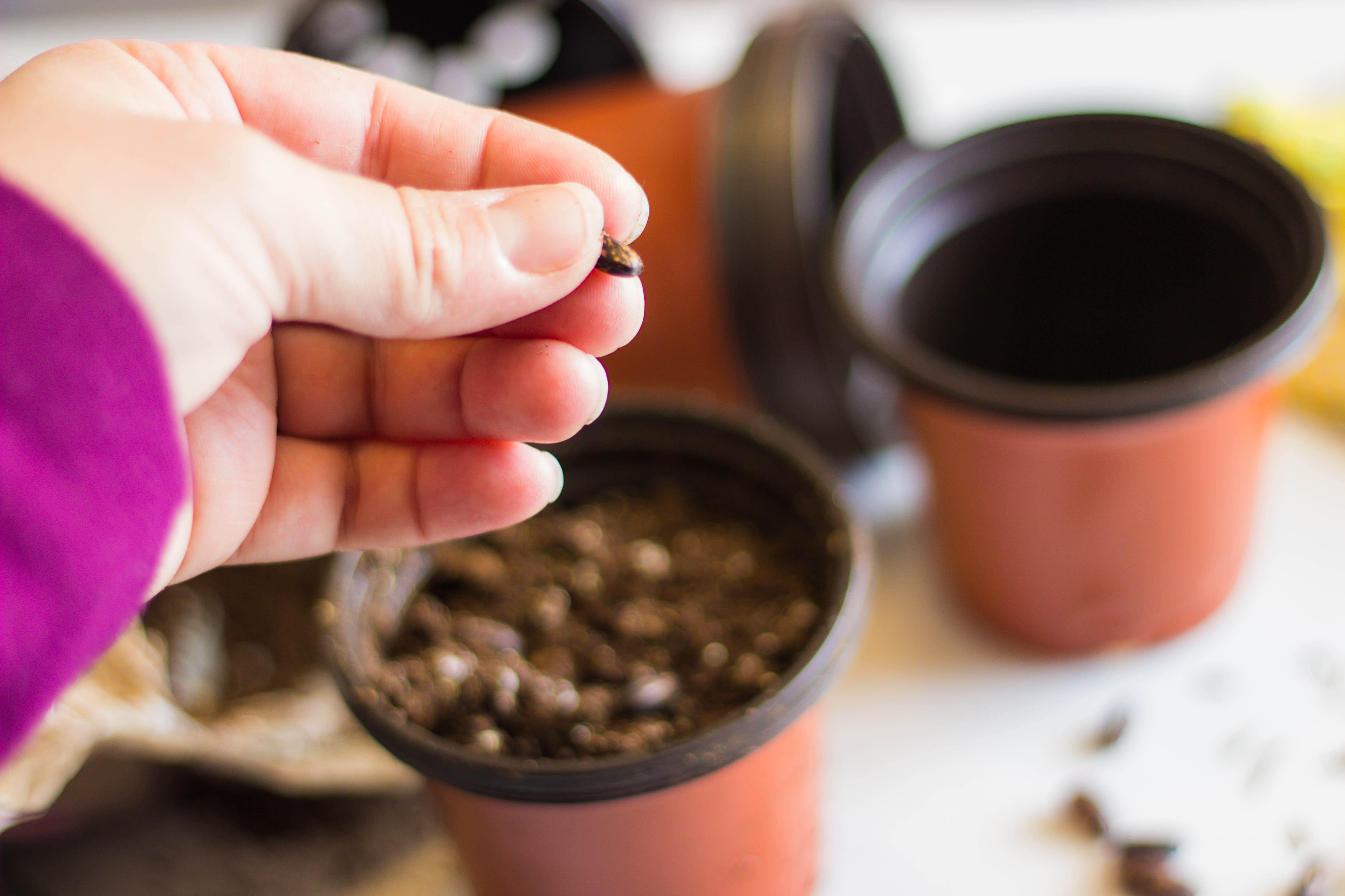 Yes You Can Grow Perennials From Seed