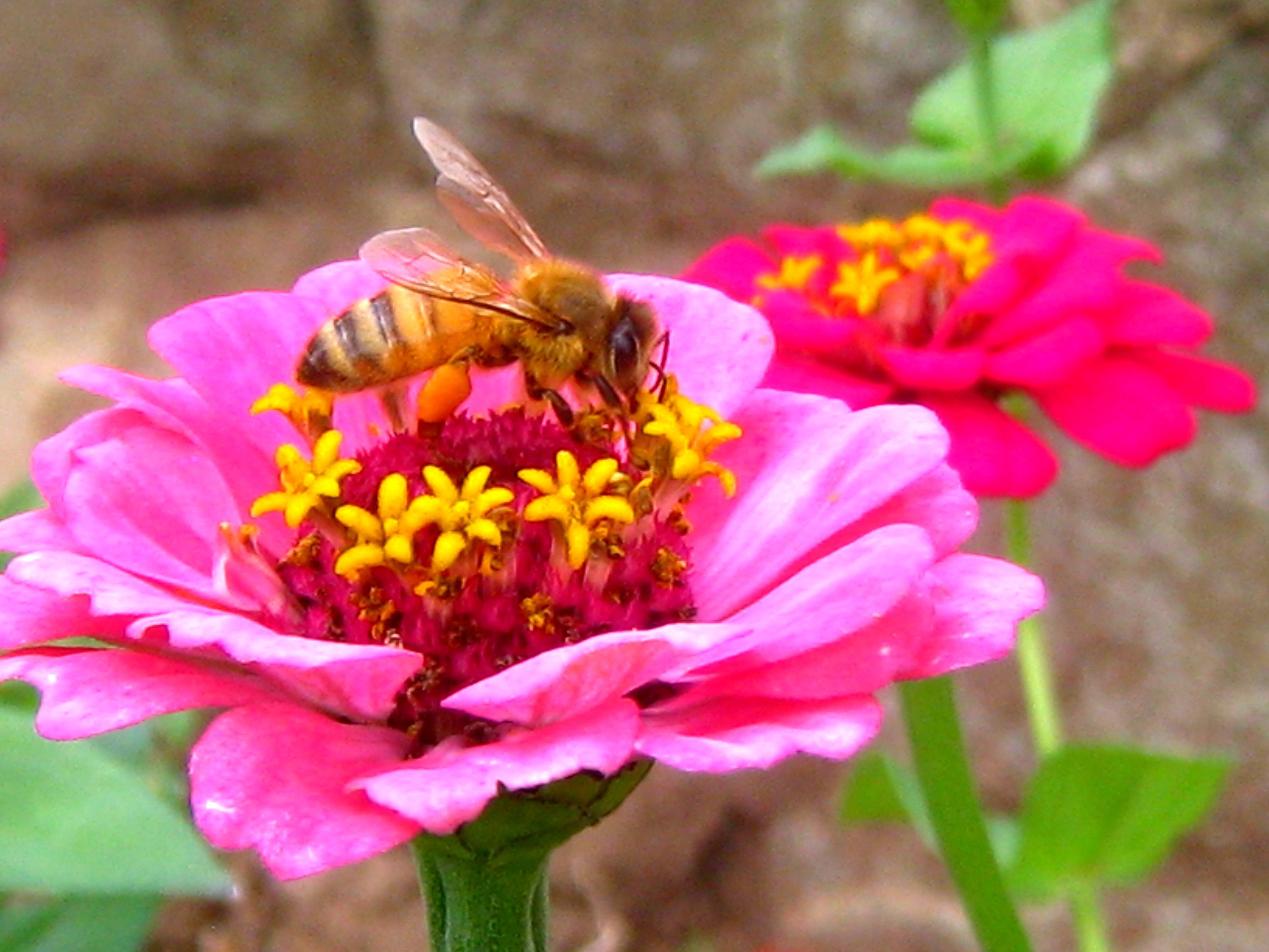 Growing Pollinator Plants – Bee and Butterfly Garden