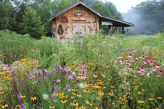 Native Wildflower Plantings Step-by-Step!