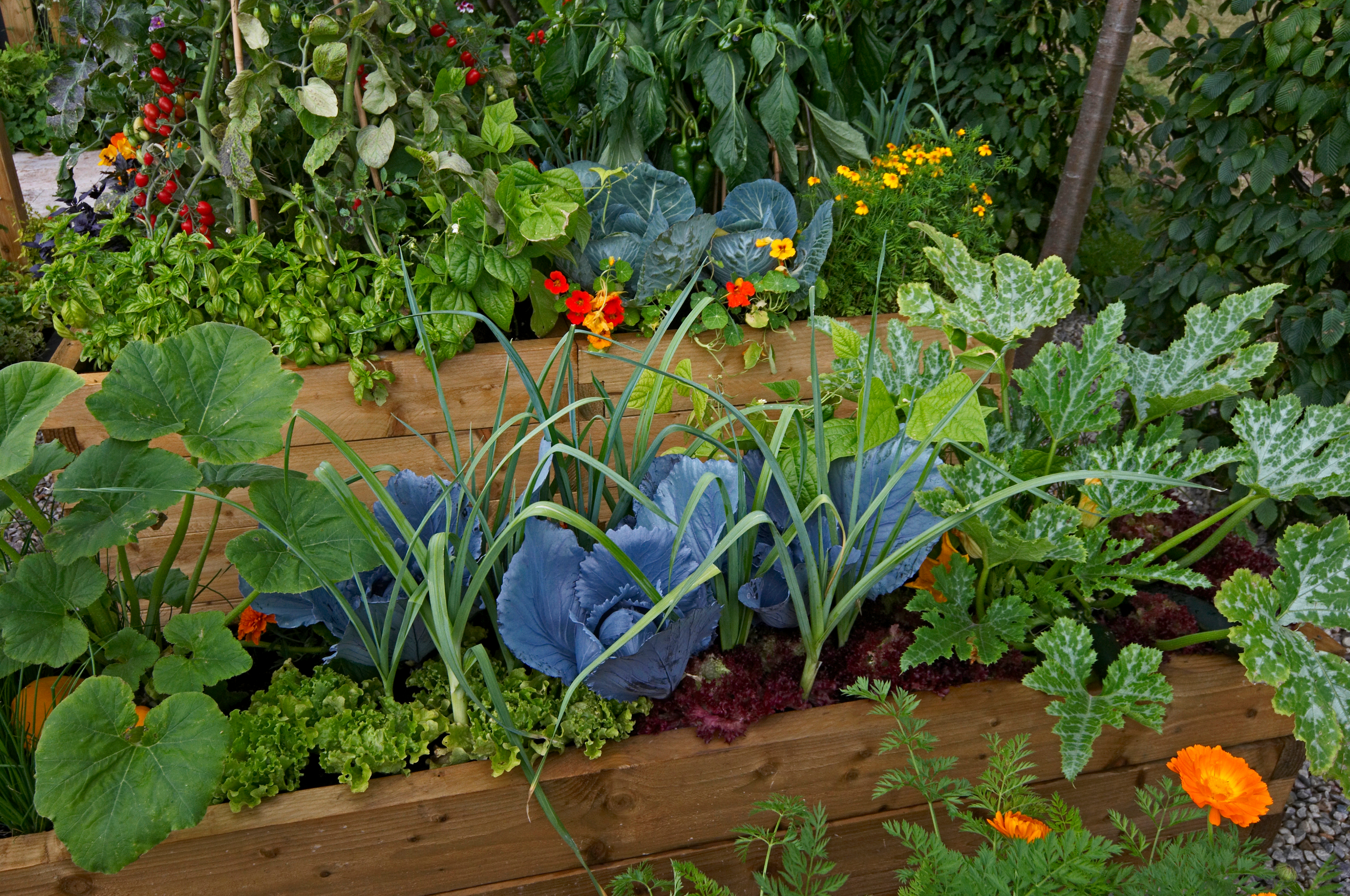 Preventing Garden Pests the Natural Way