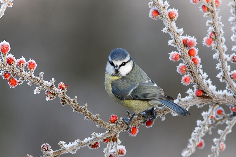 Is It Spring Yet? February Garden Checklist