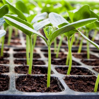 Ready to Plant? Vegetable Transplant Care 101