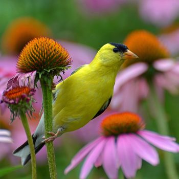 Creating a Bird Habitat in Your Garden