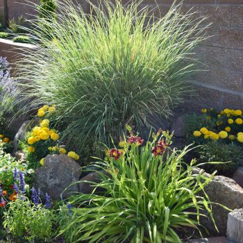 Drought-Tolerant Landscaping: Save Water, Spread Beauty