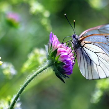 Weekend Gardening Inspiration