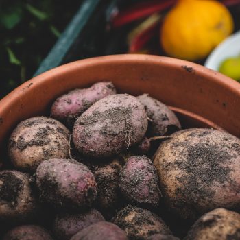 Of Sweet Potatoes and Cover Crops