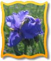 Spiderwort