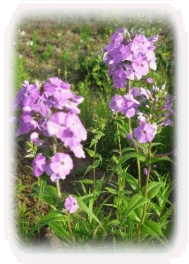 081208-home002005.gif