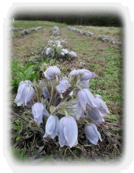 081208-home002014.gif