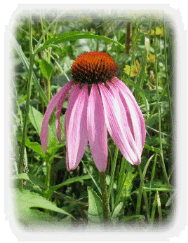 081208-home003003.gif