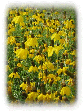 081208-home003010.gif