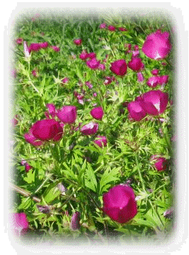 081208-home003011.gif