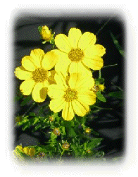 081208-home003014.gif