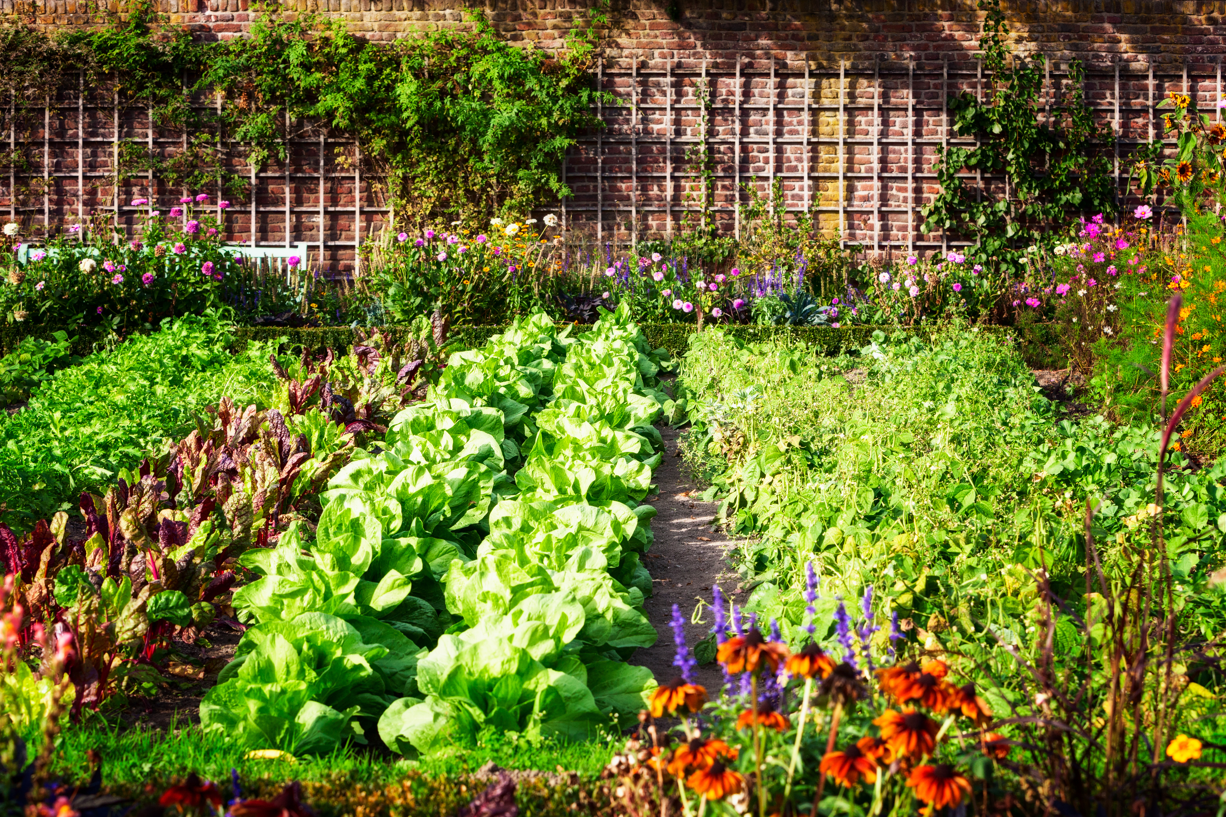 5 Ways to Care For Your Summer Garden