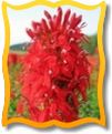 cardinal%20flower.jpg
