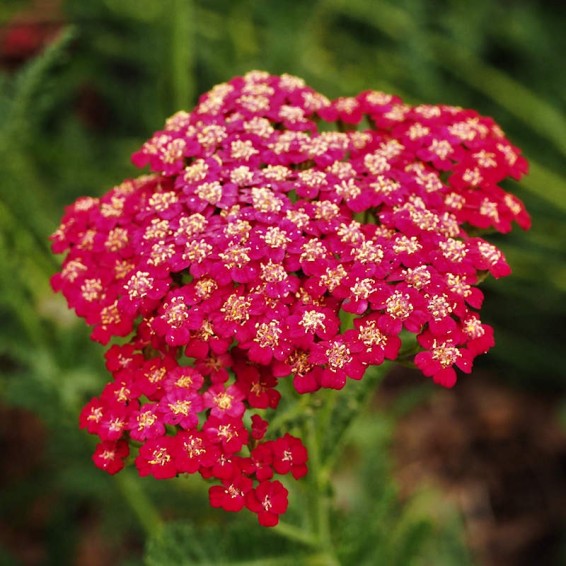 Red Yarrow Seeds  Achillea Millefolium Rubra Seeds