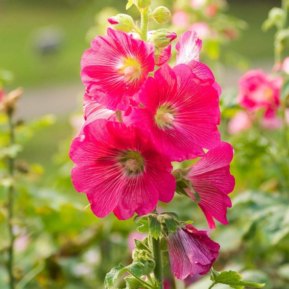 Hollyhock Seeds