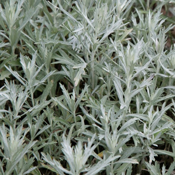 Prairie Sage Seeds | Buy Herb | Everwilde Farms