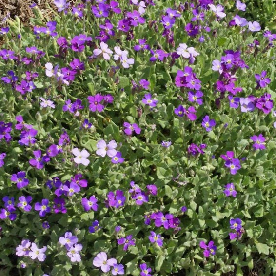 Axcent Deep Purple Rock Cress (Aubrieta 'Axcent Deep Purple') in Lancaster  York Harrisburg Pennsylvania PA at Stauffers Of Kissel Hill