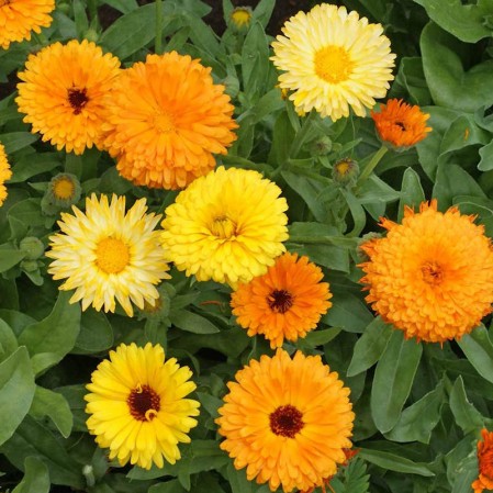 Everwilde Farms - 1 oz English Marigold Garden Flower Seeds - Gold Vault Bulk Seed Packet