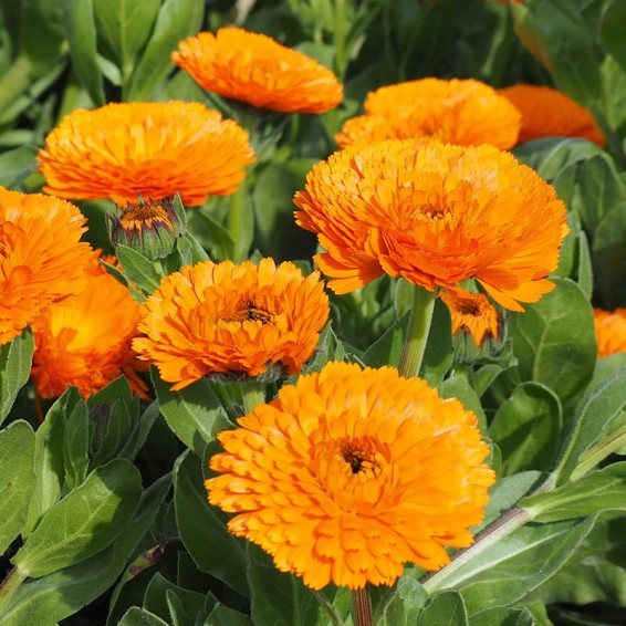 Everwilde Farms - 1 oz English Marigold Garden Flower Seeds - Gold Vault Bulk Seed Packet