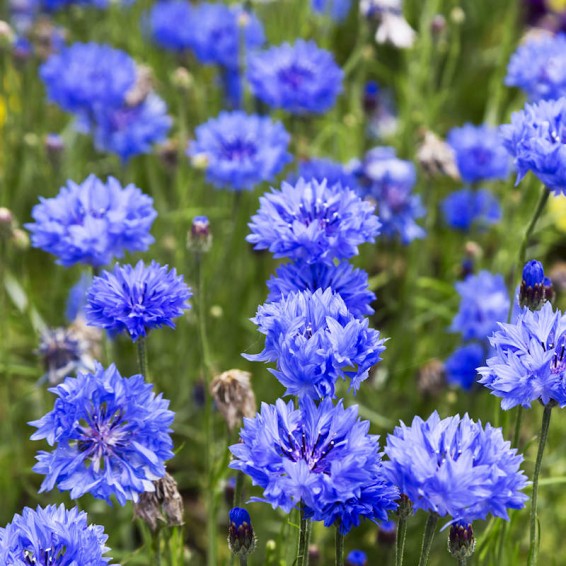 Cornflower/Bachelor's Button