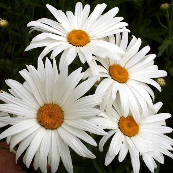 Alaska Shasta Daisy Seeds  Chrysanthemum Maximum Seeds