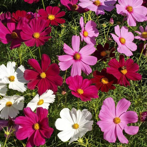 Ferry-Morse Cosmos Dwarf Cutesy Flower Seeds (Seed Packet) 330-mg at