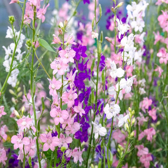 Rocket Larkspur Seeds Delphinium