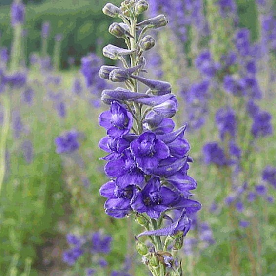 Tall Larkspur Seeds Delphinium