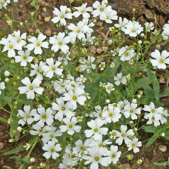 Everwilde Farms - 1000 Annual Babys Breath Garden Flower Seeds - Gold Vault Jumbo Bulk Seed Packet