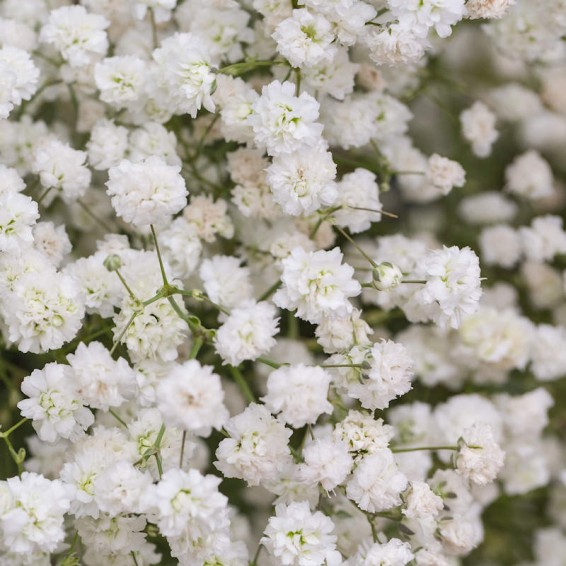 Gypsophila (Baby's Breath) - 15 inches - Oh! You're Lovely - Sola