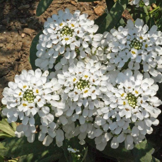 Iberis amara (Rocket Candytuft 'Empress') Wildflower Seeds