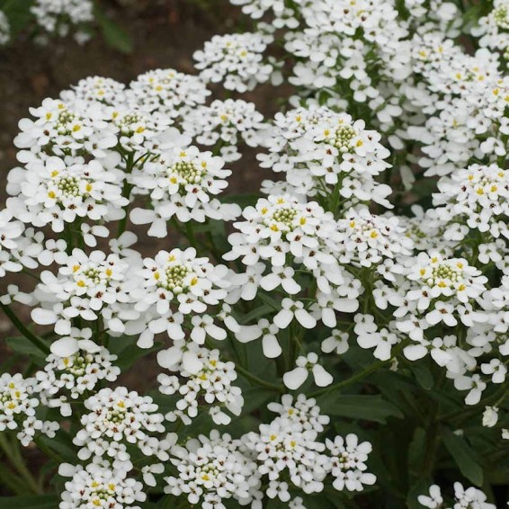 Iberis amara (Rocket Candytuft 'Empress') Wildflower Seeds