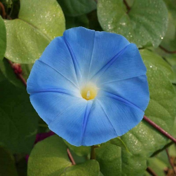 Morning Glory Heavenly Blue Heirloom Seeds Flower Seeds 