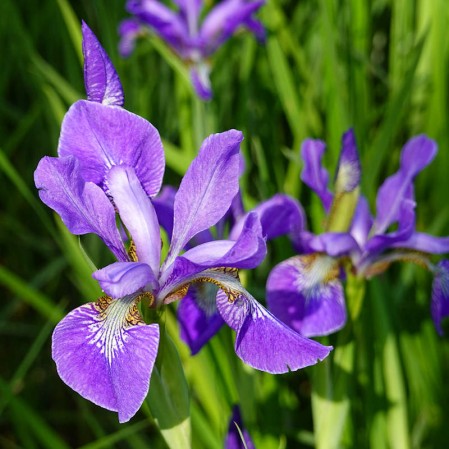 How to Plant and Grow Iris