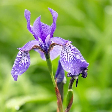 Iris Versicolor Blue Flag Iris Seeds