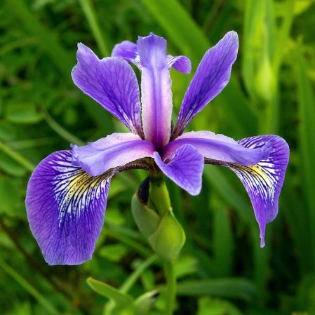 Iris Photos and Images & Pictures
