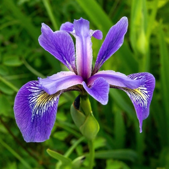 Southern Blue Flag Iris Seeds