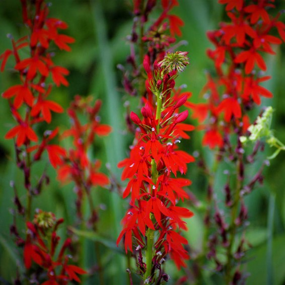 Lobelia cardinalis shop