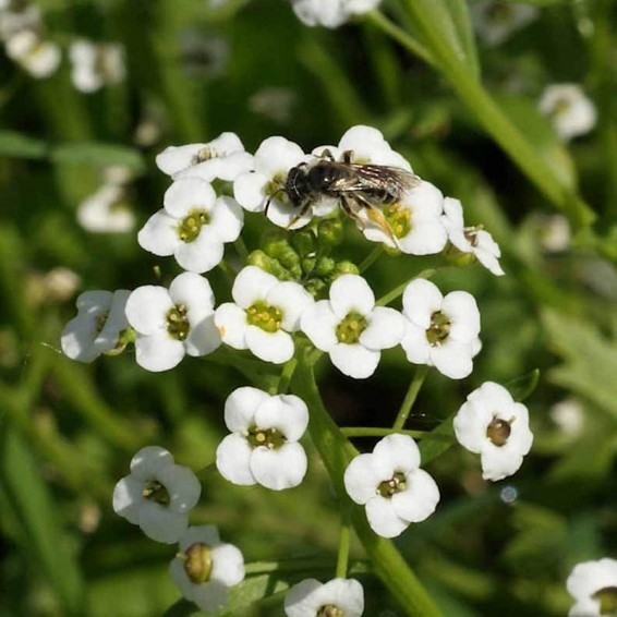 Tall White Sweet Alyssum Flower Seeds | Everwilde Farms