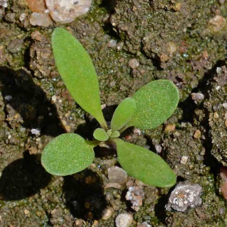 Rumex acetosella L. | Plants of the World Online | Kew Science