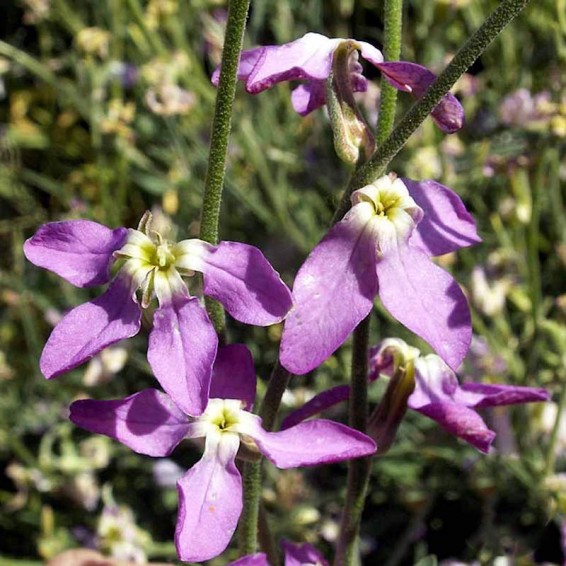 FMATLON A Evening Scented Stock Seeds medium