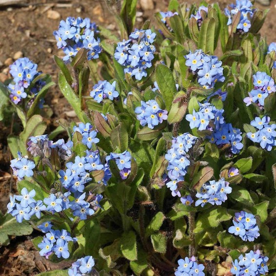 Forget-me-not - how to plant and grow myosotis, cute edge flowers