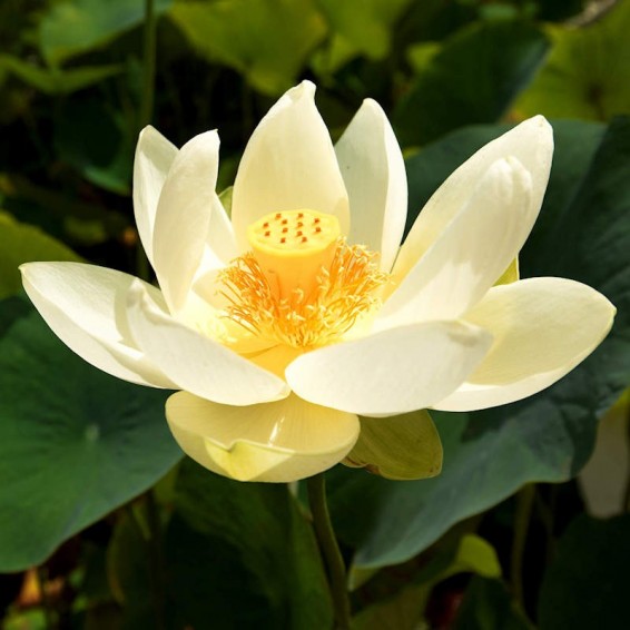 American Lotus Seeds