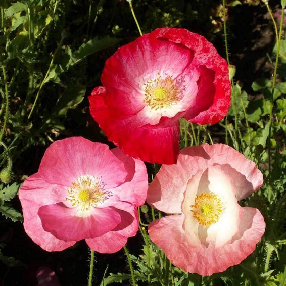 Papaver rhoeas (Mixed Poppy) Wildflower Seed